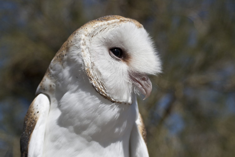 Barn Owl by Lisa J. Roden