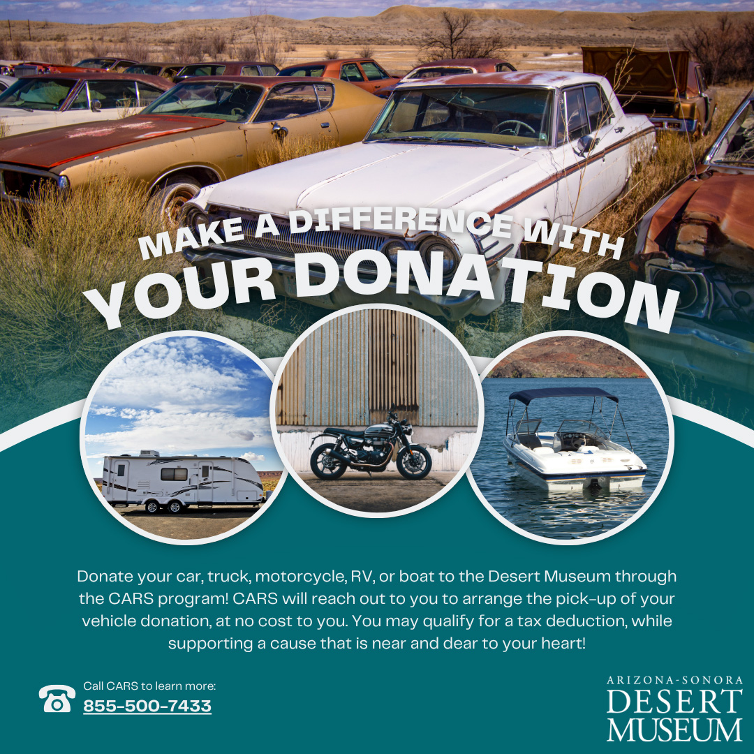 Make a difference with your donation. Donate your car, truck, motorcycle, RV, or boat to the Desert Museum through the CARS program! CARS will reach out to you to arrange the pick-up of your vehicle donation, at no cost to you. You may qualify for a tax deduction, while supporting a cause that is near and dear to your heart! Call CARS to leanr more: 855-500-7433