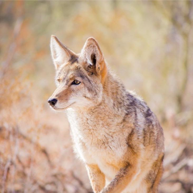 Photo of Coyote