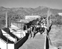 Thumbnail of Large Animal Displays 1950s