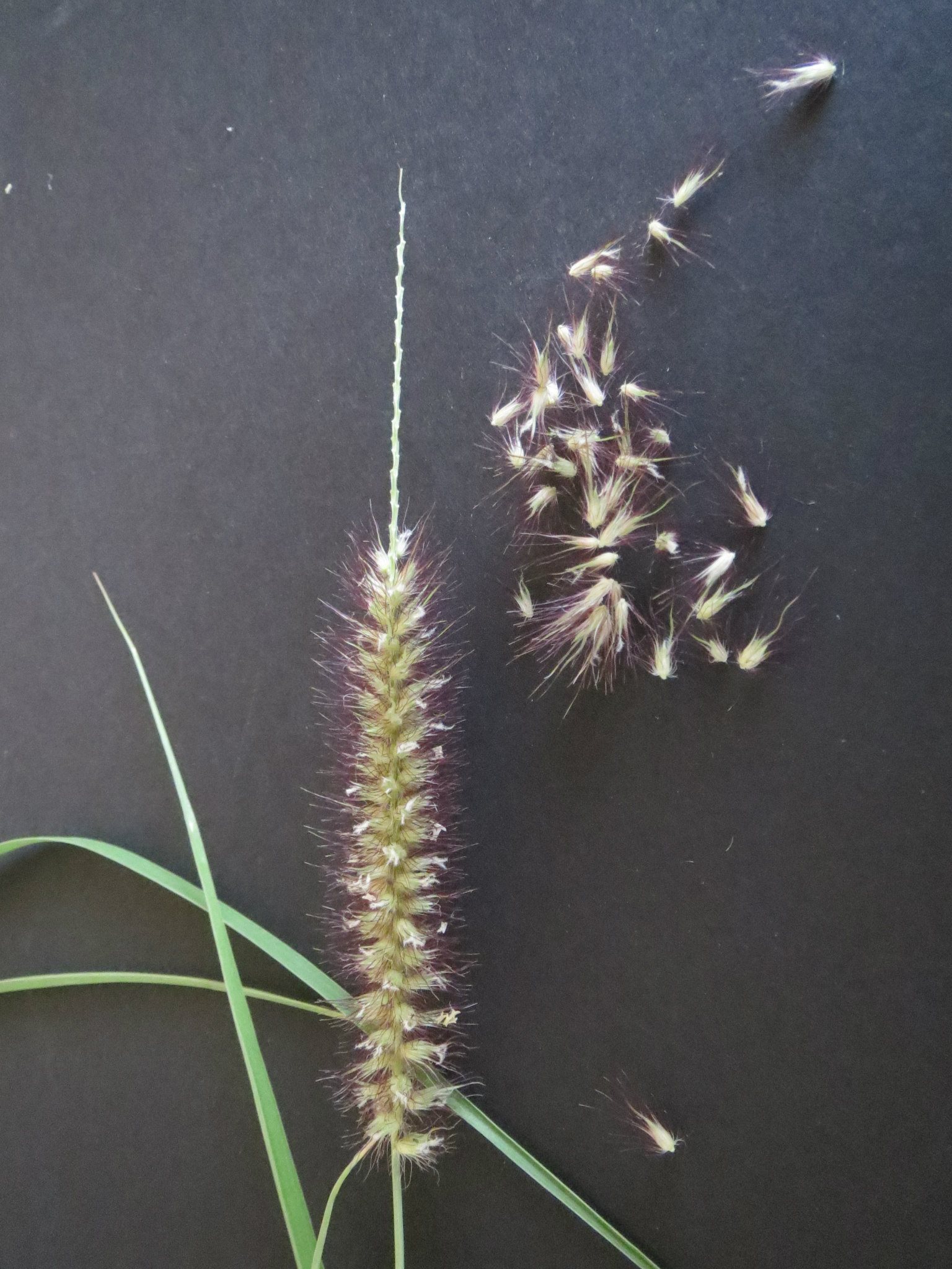 Buffelgrass close up