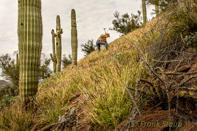 Volunteer removing buffelgrass on a hillside using a pick