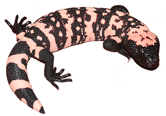 Gila Monster
