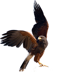 Ferruginous Hawk