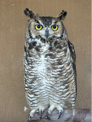 Photo of owl