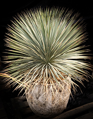 Photo of Yucca Rostrata