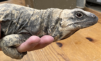 Photo of Wilma the Chuckwalla