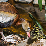 Whistling duck and duckling