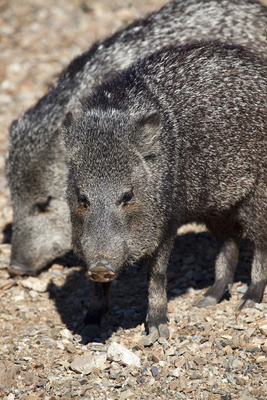 Pair of javelina