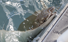 Stingray