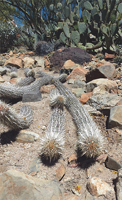 A stream of Creeping Devils (Stentocererus eruca) enhance a dry wash - credit M. Paganelli