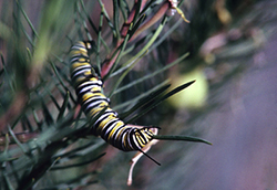 Monarch Caterpillar