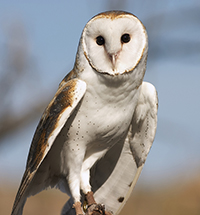 Barn owl