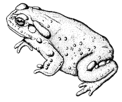 Line drawing of a Sonoran Desert Toad