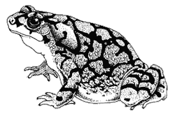 Line drawing of a Sonoran Green Toad