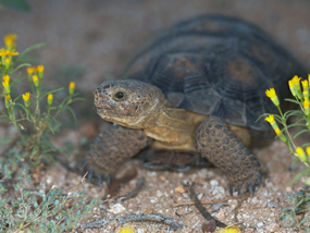 Desert Tortoise