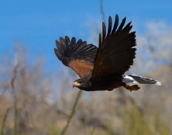 Harris Hawk in flight