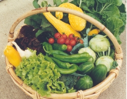 Basket of vegetables