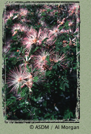 Photo of Fairy Duster by Al Morgan