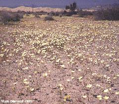 More Kelso wash 1998