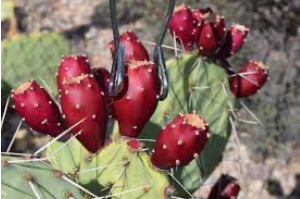 Prickly Pear Fruit