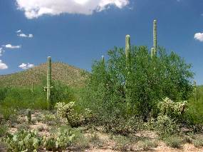 Photo of an Ironwood tree in lush foliage