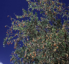 Photo of a fruiting Ironwood tree